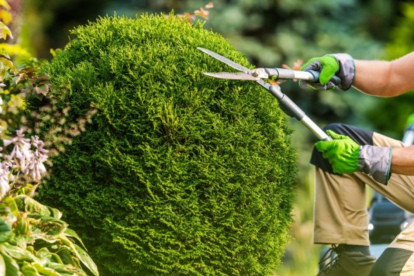 Tree-Trimming-Safety